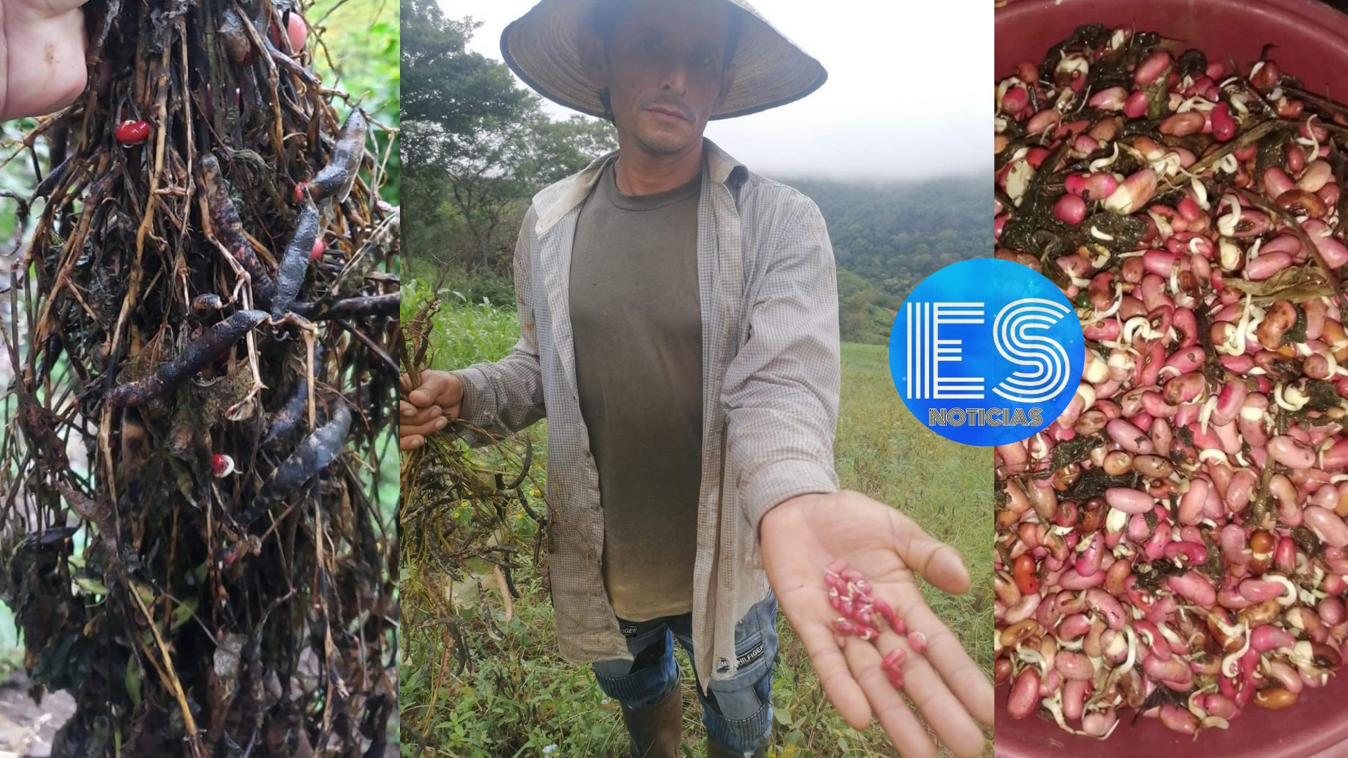 Agricultores reportan perdidas en sus cultivos de frijol debido a las últimas lluvias.