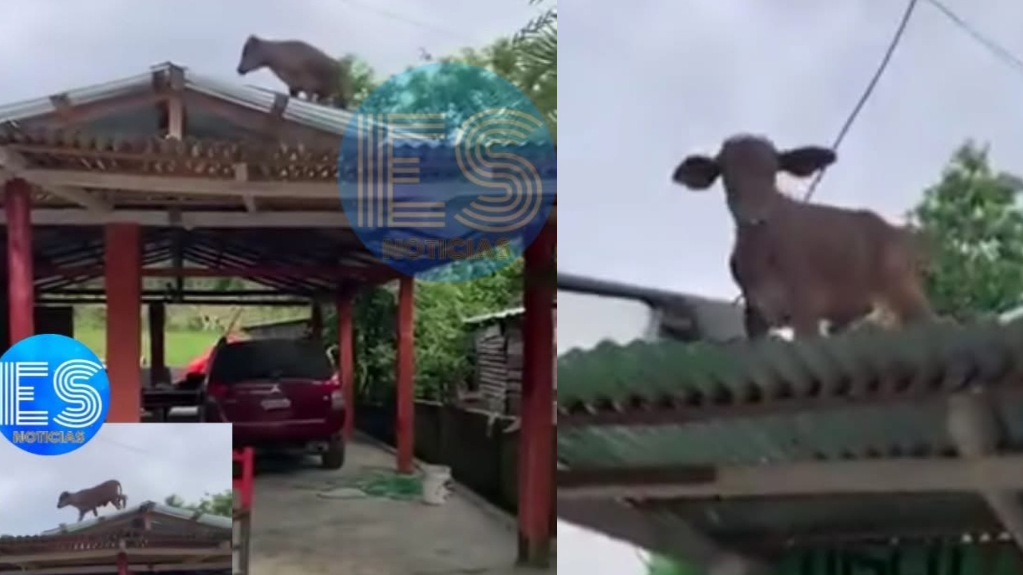 Vaca aparece caminando sobre el techo de una casa y se vuelve viral.