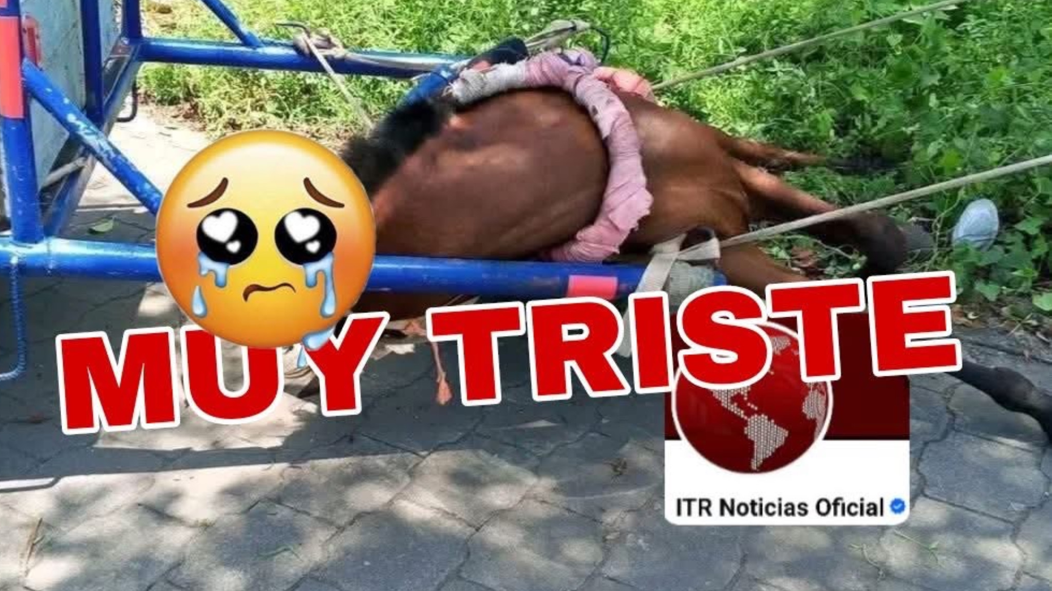 Caballito no pudo más y §UFRIO un INF∆RT0, se desplomó en plena calle en Corinto, Morazán.